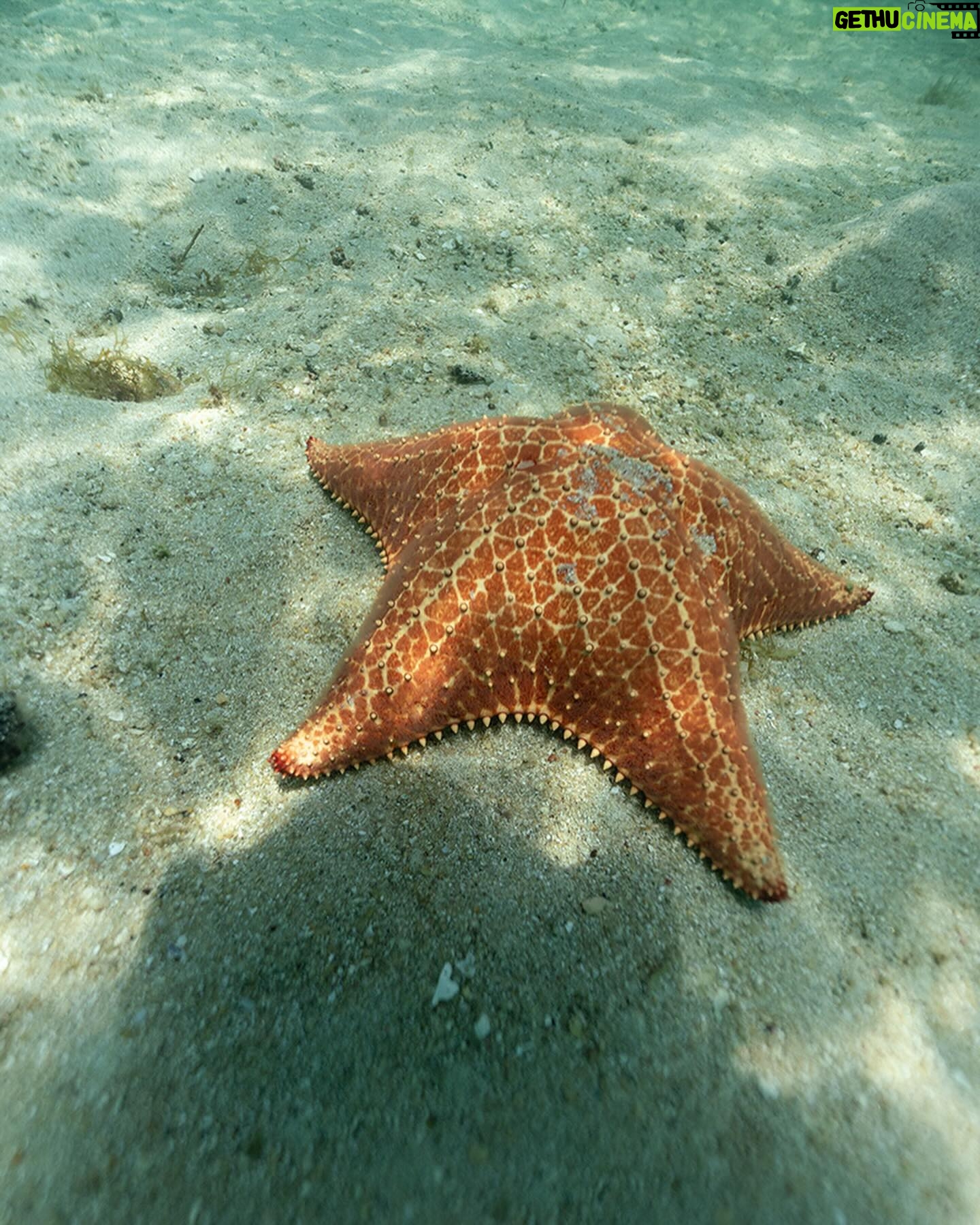 Margarida Corceiro Instagram - Hey there little starfish 🫧
