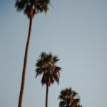 Margarita Gerasimovich Instagram – LA vibes 🌴 

Ph: @semyon_lebedintsev