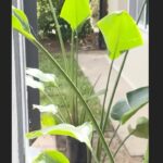 Maria Fernanda Callejón Instagram - Plantas, pasto ,riegos y Deck! Así fue la transformación que tuvo mi parque cuando vino Marcelo , un tipo apasionado que ama lo que hace !!!! Vayan al perfil de 👇@sistemasderiego_decks o pasen x el local y consulten !LO SÚPER RECOMIENDO!!!!