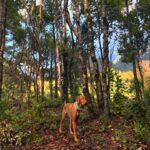 Mariana Di Girolamo Instagram – Baño de bosque y puré de castañas.