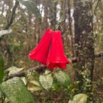 Mariana Di Girolamo Instagram – Baño de bosque y puré de castañas.