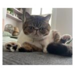 Marianela Núñez Instagram - Mi primer gathijo 😻❤️ Romi no puedo con tanta belleza 😭❤️ Siempre me hacer sonreír esta bolita de pelos 😭❤️