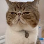 Marianela Núñez Instagram – Como no amarlos ❤️❤️😻😻
Romeo and Lionel you are GOLD
Love this little surprise video you made with auntie Fanny….
My heart melted ❤️
