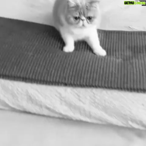 Marianela Núñez Instagram - Esto es lo que pasa en casa un viernes de noche cuando ya lo dimos todo durante la semana ✨ La paciencia que me tienen estos dos 😻😻❤️❤️ (Perdón por la facha en el primer vídeo 😂🙈)