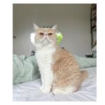 Marianela Núñez Instagram - Mi segundo gathijo Lionel Astor ❤️😻 (como hace unos días compartí una de su hermano Romeo me pidió que ponga una de él ahora…y miren que pose que se mandó 😀 tremendo el chiquitín)
