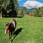 Marie Avgeropoulos Instagram – A bareback sunny steed nap sometimes sorts me out . #horsebackriding #countrygirls 👍🏼 times w/ @fenixfallgirl