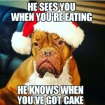 Marie Avgeropoulos Instagram – Christmas carols from my boy @mybestfriendchewy 🤣👀 #iseeyou #thisdogslife 📸@chewymeme