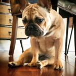 Marie Avgeropoulos Instagram – Just give me treats and quit playin. @soleil_all_day_