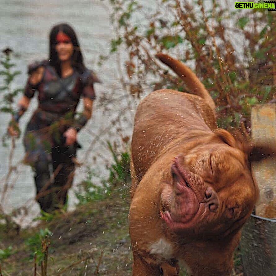 Marie Avgeropoulos Instagram - Chewy #lifehack . If you can’t eat it, or play with it , just pee on it, shake it off & walk away . @mybestfriendchewy #lifehack #the100 #behindthescenes