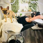 Marie Avgeropoulos Instagram - #dontcontactme vibes with my girl @cleanbeauty_withjessica and with her fantastic organic algae marine extract mask to take out alllll the things! Loved it . @soleil_all_day_ 🐾is holding court next in line as she does. 🙄 . . . . . . . . . . #supportlocal #localbusiness #helpyourcommunity #girlbusiness #supportwomeninbusiness