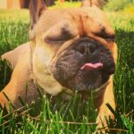 Marie Avgeropoulos Instagram - My girl @soleil_all_day_ doesn’t have the middle finger so she decided to express her love for me anyway ... 🙄👅😛 . . . . #sassy #tonguesout #sunsout #frenchbulldog