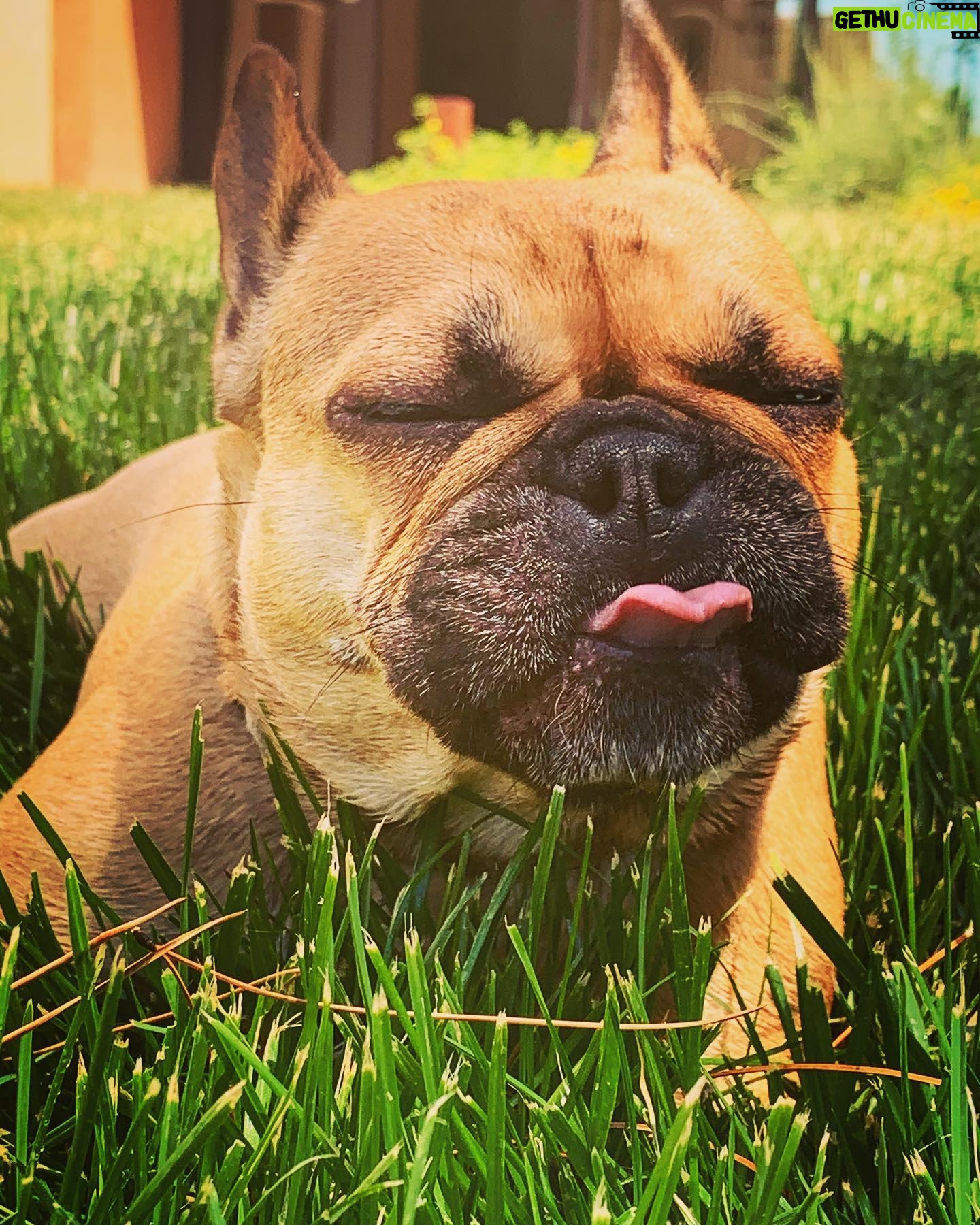 Marie Avgeropoulos Instagram - My girl @soleil_all_day_ doesnβt have the middle finger so she decided to express her love for me anyway ... ππ
π . . . . #sassy #tonguesout #sunsout #frenchbulldog