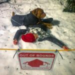 Marie Avgeropoulos Instagram - When your winter walk home is uphill both ways and you just need a minute ..... 😴 @mybestfriendchewy #canadianproblems