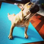 Marie Avgeropoulos Instagram - Yogis... my @soleil_all_day_ will be teaching the Upward dog pose today on Zoom . Even the dog needs to calm the F down apparently . 🙄🧘🏼‍♀️ . . . . . #yoga #upwarddog #yogadogs #frenchbulldog