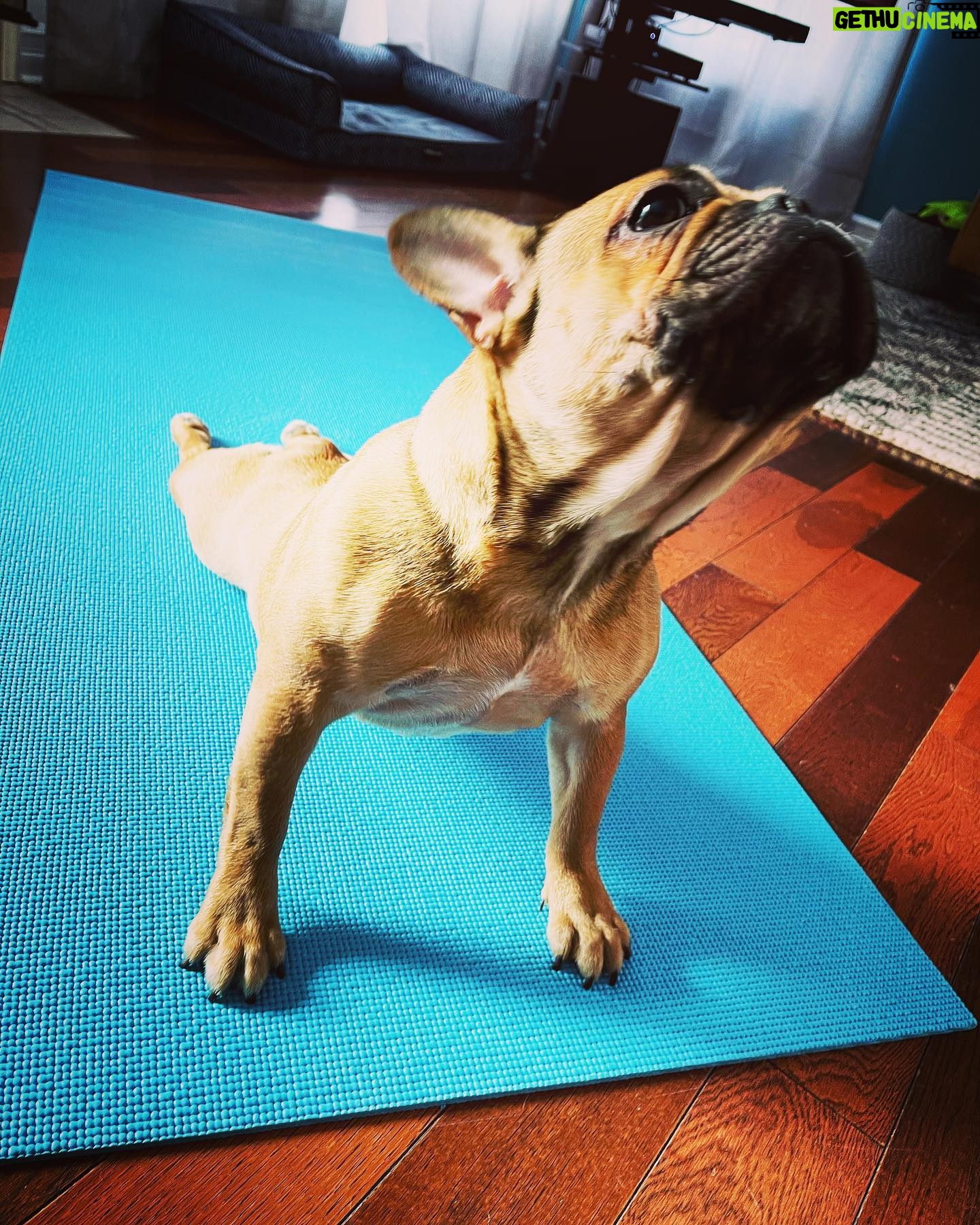 Marie Avgeropoulos Instagram - Yogis... my @soleil_all_day_ will be teaching the Upward dog pose today on Zoom . Even the dog needs to calm the F down apparently . ππ§πΌββοΈ . . . . . #yoga #upwarddog #yogadogs #frenchbulldog