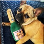 Marie Avgeropoulos Instagram – Meet my new pal . @soleil_all_day_ She’s French ,  bites my nose and took a bite out of my heart…. and she clearly has champagne problems. #oui #frenchbulldog