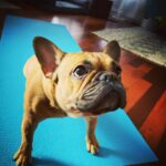 Marie Avgeropoulos Instagram - Yogis... my @soleil_all_day_ will be teaching the Upward dog pose today on Zoom . Even the dog needs to calm the F down apparently . 🙄🧘🏼‍♀️ . . . . . #yoga #upwarddog #yogadogs #frenchbulldog