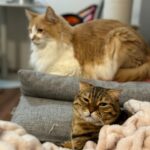 Marina Nagasawa Instagram - 猫の日🐈♡ @poposutaguramu #猫の日 #marichuu#nagasawamarina#まりちゅう#長澤茉里奈#gravure#gravureidle#グラビア#グラビアアイドル#japanesegirl