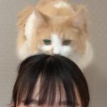 Marina Nagasawa Instagram - 猫の日🐈♡ @poposutaguramu #猫の日 #marichuu#nagasawamarina#まりちゅう#長澤茉里奈#gravure#gravureidle#グラビア#グラビアアイドル#japanesegirl