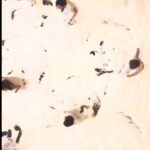 Marisa Tomei Instagram - A bird eye snippet from Canvas by @jasminvardimoncompany @jvh.o.m.e on 28th-30th Sep. #canvas is a unique #performance where audiences are invited to stand around a massive canvas, while the performers draw a tale with their body only centimetres away.