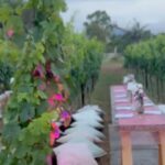 Marisa Tomei Instagram - Dinner in the vineyard . (With Terry Gilliam rushing for the mozzarella !) Thank you for a divine night @masseriamontenapoleone ✨✨✨ Bio diversity and elegance . Thank you Giuliano and Alessandra 💕💕💕💕💕