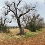 Marisa Tomei Instagram - Devastating to see the olive trees perish in southern Puglia. Beautiful work from @thereallisaleone directing for @fondazione_sylva, bringing solutions and awareness to the plight of the olive trees to raise awareness of the blight on our relatives : the thousand year old olive trees. 🙏