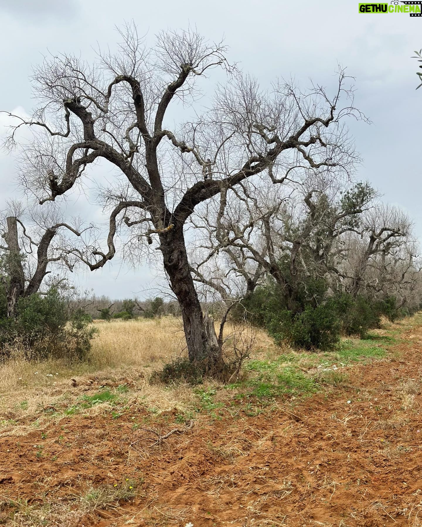 Marisa Tomei Instagram - Devastating to see the olive trees perish in southern Puglia. Beautiful work from @thereallisaleone directing for @fondazione_sylva, bringing solutions and awareness to the plight of the olive trees to raise awareness of the blight on our relatives : the thousand year old olive trees. π