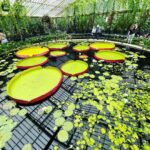 Mariska Hargitay Instagram - #kewgardens #botanicalgardens #magicgatden #secretgarden #gardenlover #gardengoals #nature #nurture #gardening #green #magiclily #magiclilies #goodforthesoul #renew #rejuvenate # connect #peace #quiet #beauty