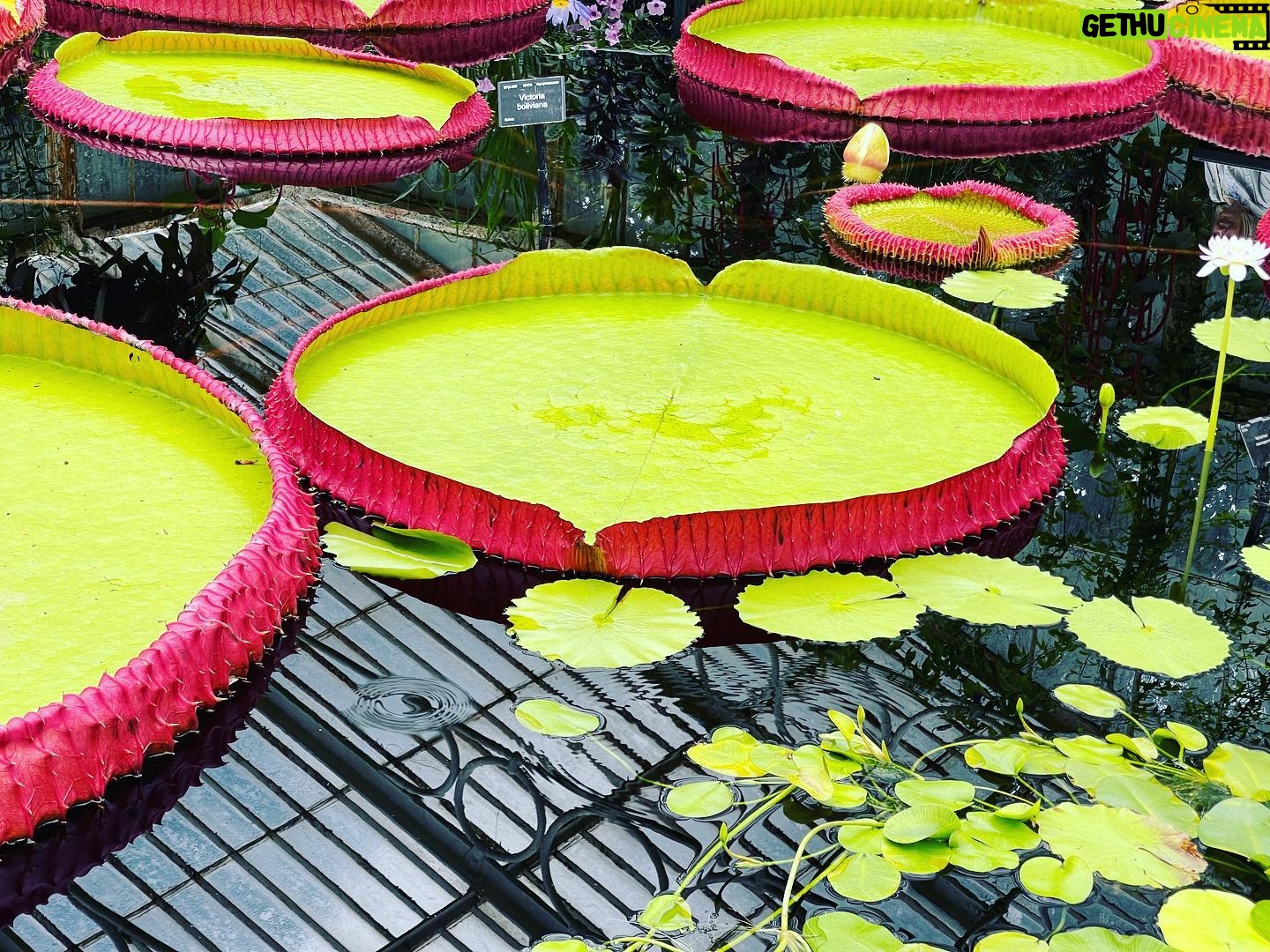 Mariska Hargitay Instagram - #kewgardens #botanicalgardens #magicgatden #secretgarden #gardenlover #gardengoals #nature #nurture #gardening #green #magiclily #magiclilies #goodforthesoul #renew #rejuvenate # connect #peace #quiet #beauty