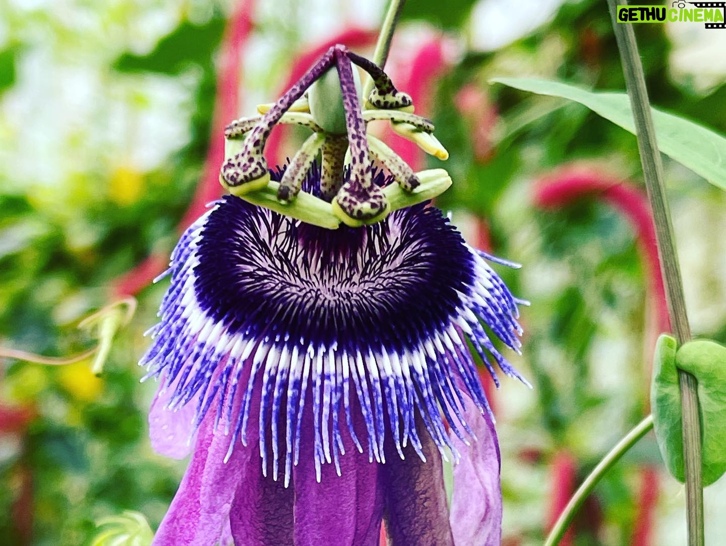 Mariska Hargitay Instagram - #kewgardens #botanicalgardens #magicgatden #secretgarden #gardenlover #gardengoals #nature #nurture #gardening #green #magiclily #magiclilies #goodforthesoul #renew #rejuvenate # connect #peace #quiet #beauty