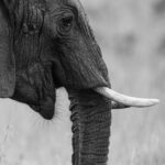 Mariska Hargitay Instagram - When chin hair is cute! #Elephant Peter’s pics #AfricanElephant