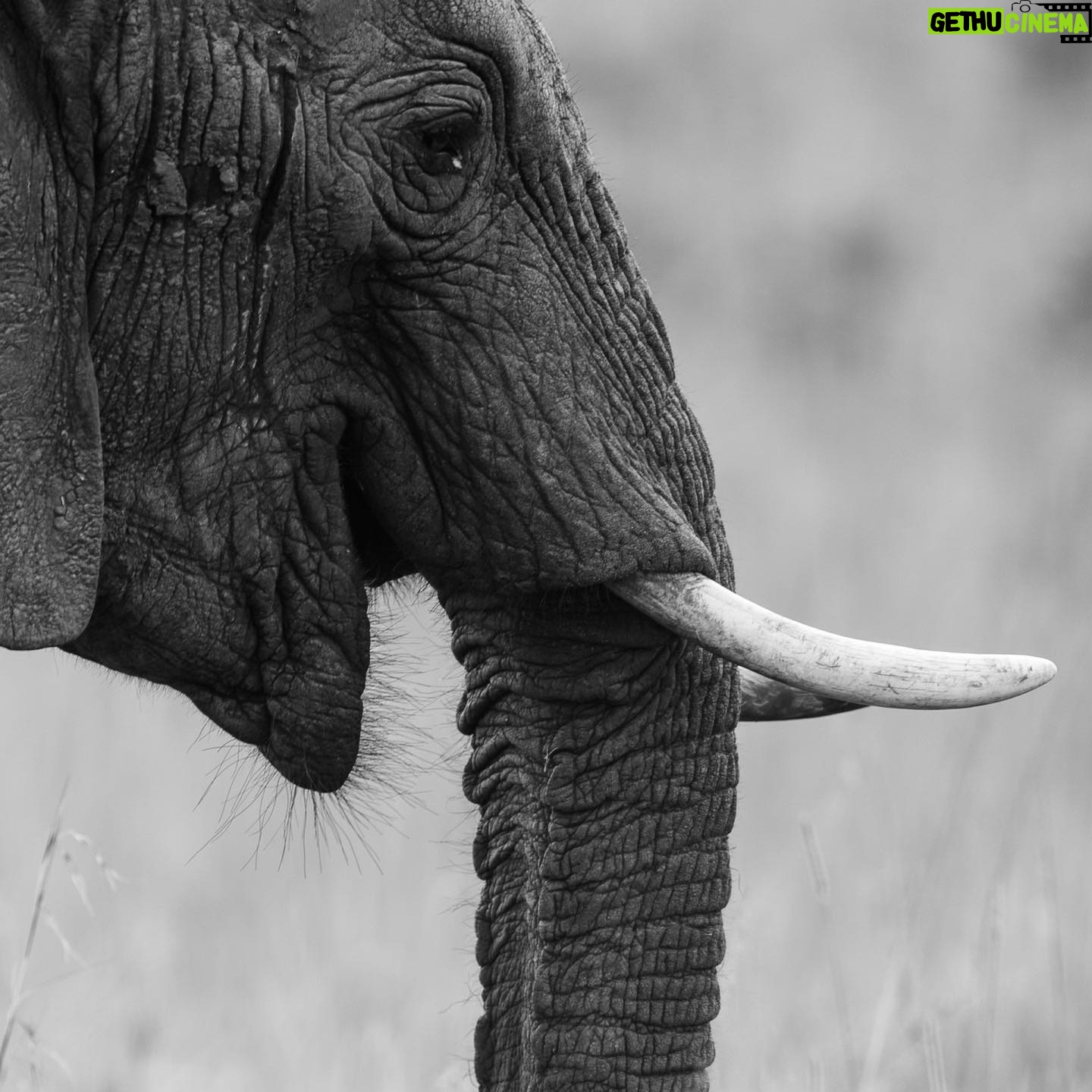 Mariska Hargitay Instagram - When chin hair is cute! #Elephant Peter’s pics #AfricanElephant