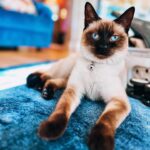Mariska Hargitay Instagram – And just like that…it’s Friday 😎  #felinefriday #toocoolforschool #siamesecatsofinstagram #karmathe🐈 #blueeyesfordays #Karma