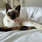 Mariska Hargitay Instagram – Karma is a Cat @taylorswift Meet Karma. My Cat.🐱 #MeAndKarmaVibeLikeThat #AndIKeepMySideOfMyPawClean #KarmaIsACat