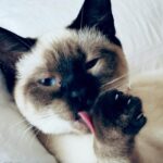 Mariska Hargitay Instagram – Karma is a Cat @taylorswift Meet Karma. My Cat.🐱 #MeAndKarmaVibeLikeThat #AndIKeepMySideOfMyPawClean #KarmaIsACat