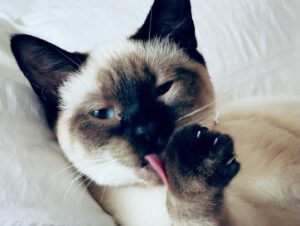 Mariska Hargitay Instagram - Karma is a Cat @taylorswift Meet Karma. My Cat.🐱 #MeAndKarmaVibeLikeThat #AndIKeepMySideOfMyPawClean #KarmaIsACat