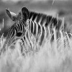 Mariska Hargitay Instagram - Peter’s pics Grevy’s Zebra