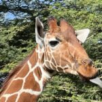 Mariska Hargitay Instagram - Reticulated giraffe