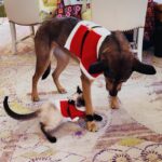 Mariska Hargitay Instagram - Merry Christmas from Kaia and Karma🐾😻