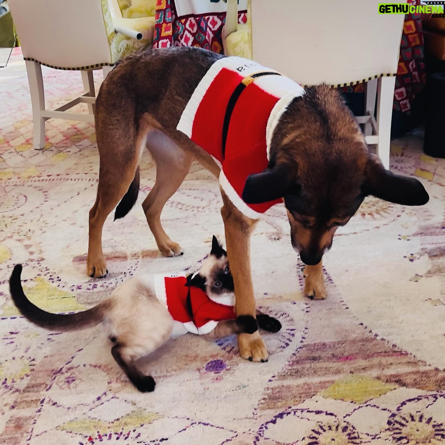 Mariska Hargitay Instagram - Merry Christmas from Kaia and Karma🐾😻