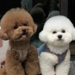 Mariya Boyko Instagram - Хочу собаку той пуделя !!! Чтоб была как игрушка🥹 Кто подарит мне собаку - того заобнимаю😍🥰🙈 УМОЛЯЮЮЮЮ ПОДАРИТЕ МНЕ СОБАКУ