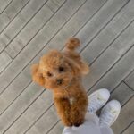 Mariya Boyko Instagram - Хочу собаку той пуделя !!! Чтоб была как игрушка🥹 Кто подарит мне собаку - того заобнимаю😍🥰🙈 УМОЛЯЮЮЮЮ ПОДАРИТЕ МНЕ СОБАКУ