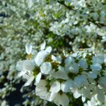 Mariya Nishiuchi Instagram - 🌼🌷🌿🪻🌸🪷🌱 Spring warms the heart. Thank you for all living things and the earth.🌏🌈 おはようございます☀ 皆様良いゴールデンウィークを😋