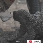 Marjorie Estiano Instagram – 🆘FOME CINZA

O tão temido período da fome cinzenta chegou…
Os animais padecem de fome e sede.

Precisamos de ajuda para continuar nosso trabalho.
Por favor…
Doe! Compartilhe!

Pix: 04.085.146/0001-38

Seguimos firmes 👊

Obrigado @ejfoundation pelos registros💚 

#rescue #pantanal
#life #agua