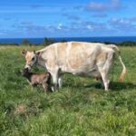 Mark Zuckerberg Instagram – Our new dairy cow Brownie was born at Ko’olau Ranch! The girls wanted to name her Milkmaker, but I thought that was too on the nose so they settled on Brownie 🤣