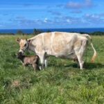 Mark Zuckerberg Instagram - Our new dairy cow Brownie was born at Ko'olau Ranch! The girls wanted to name her Milkmaker, but I thought that was too on the nose so they settled on Brownie 🤣