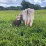 Mark Zuckerberg Instagram - Our new dairy cow Brownie was born at Ko'olau Ranch! The girls wanted to name her Milkmaker, but I thought that was too on the nose so they settled on Brownie 🤣