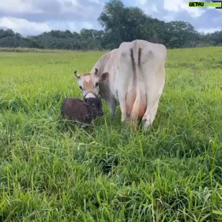 Mark Zuckerberg Instagram - Our new dairy cow Brownie was born at Ko'olau Ranch! The girls wanted to name her Milkmaker, but I thought that was too on the nose so they settled on Brownie 🤣