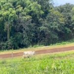 Mark Zuckerberg Instagram - Our new dairy cow Brownie was born at Ko'olau Ranch! The girls wanted to name her Milkmaker, but I thought that was too on the nose so they settled on Brownie 🤣