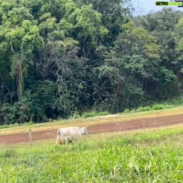Mark Zuckerberg Instagram - Our new dairy cow Brownie was born at Ko'olau Ranch! The girls wanted to name her Milkmaker, but I thought that was too on the nose so they settled on Brownie 🤣